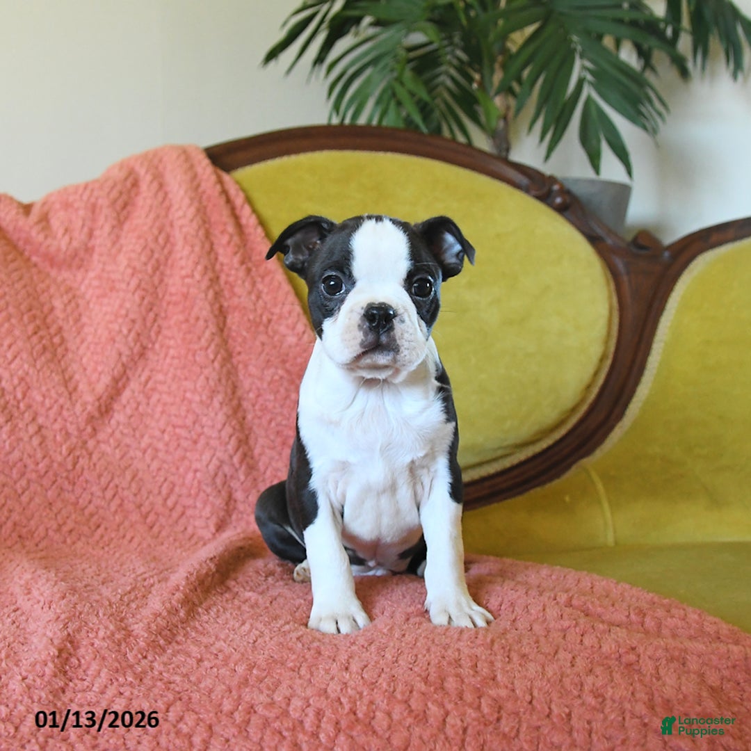 Boston Terrier dogs for sale: Comet - Ad 3