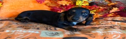 Miniature Dachshund dogs for sale: Scooter - Ad 3