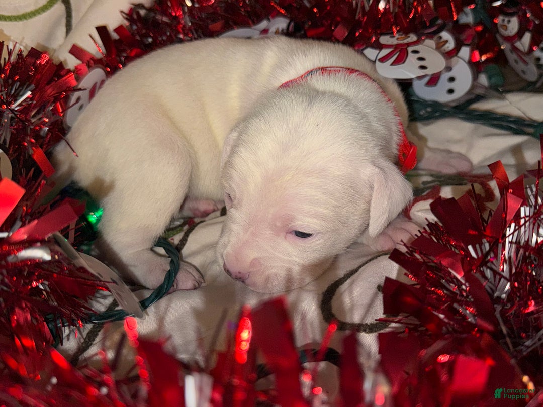 Mixed Breed dogs for sale: Puffball - Ad 5