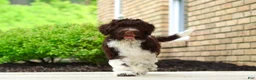 Portuguese Water Dog dogs for sale: Lily - Ad 6