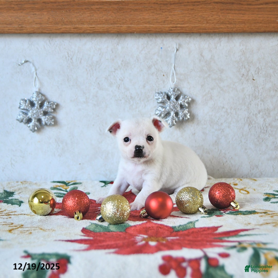 Chihuahua dogs for sale: Fairy - Ad 5