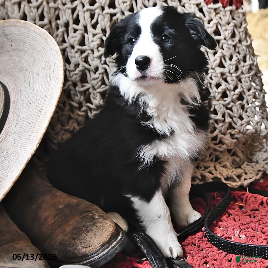 Border Collie dogs for sale: Lily - Ad 1
