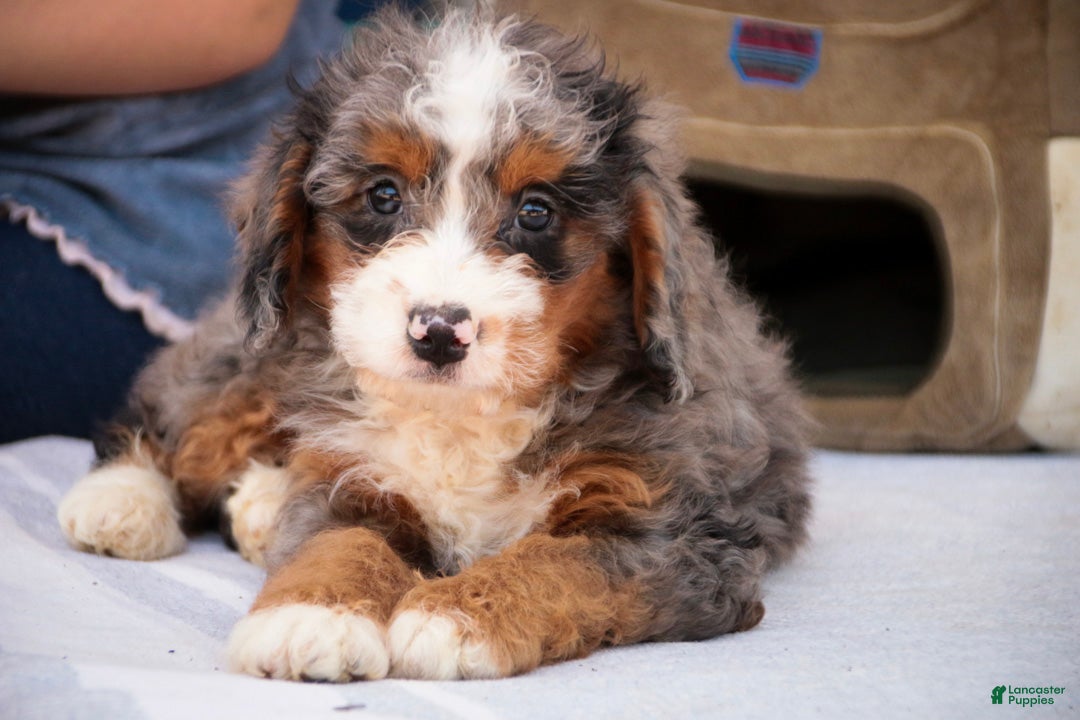 Bernedoodle dogs Everest Miniature Bernedoodle  - Ad 1