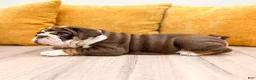 English Bulldog dogs for sale: Ely - Ad 5