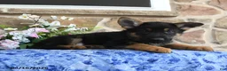 German Shepherd dogs for sale: Sebastian - Ad 3