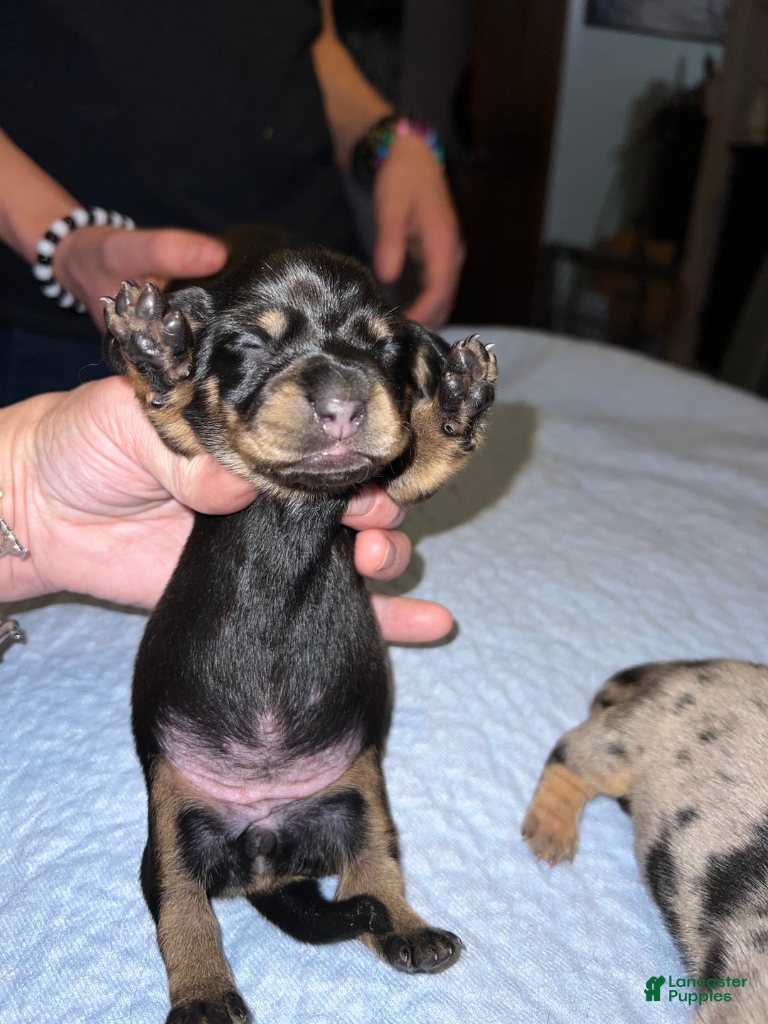 Miniature Dachshund dogs for sale: Smooth ch bred  - Ad 6
