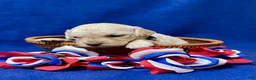 Cockapoo dogs for sale: Lily - Ad 8