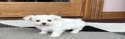 Coton De Tulear dogs for sale: Nadine - Ad 1
