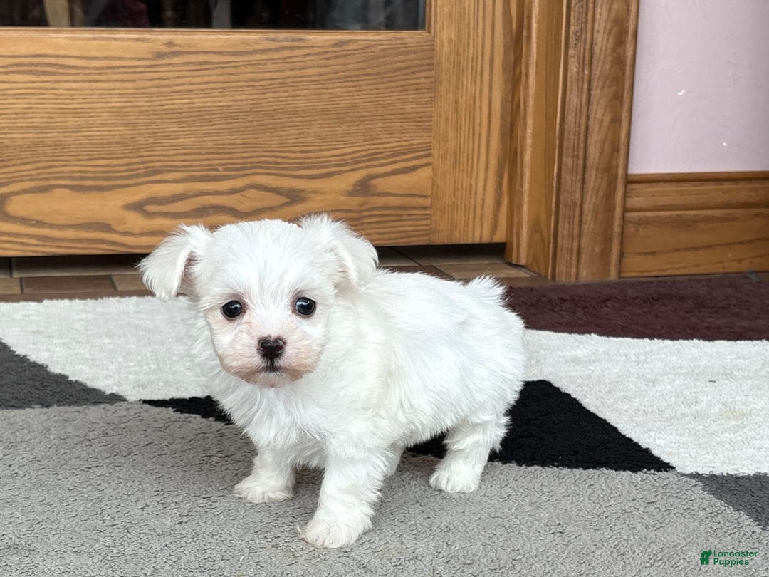 Coton De Tulear dogs for sale: Nadine - Ad 1