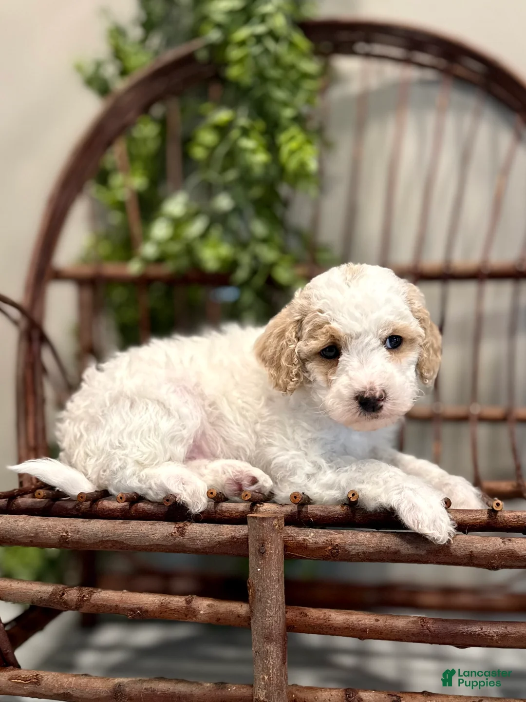 Mini Goldendoodle dogs for sale: Omar - Ad 4