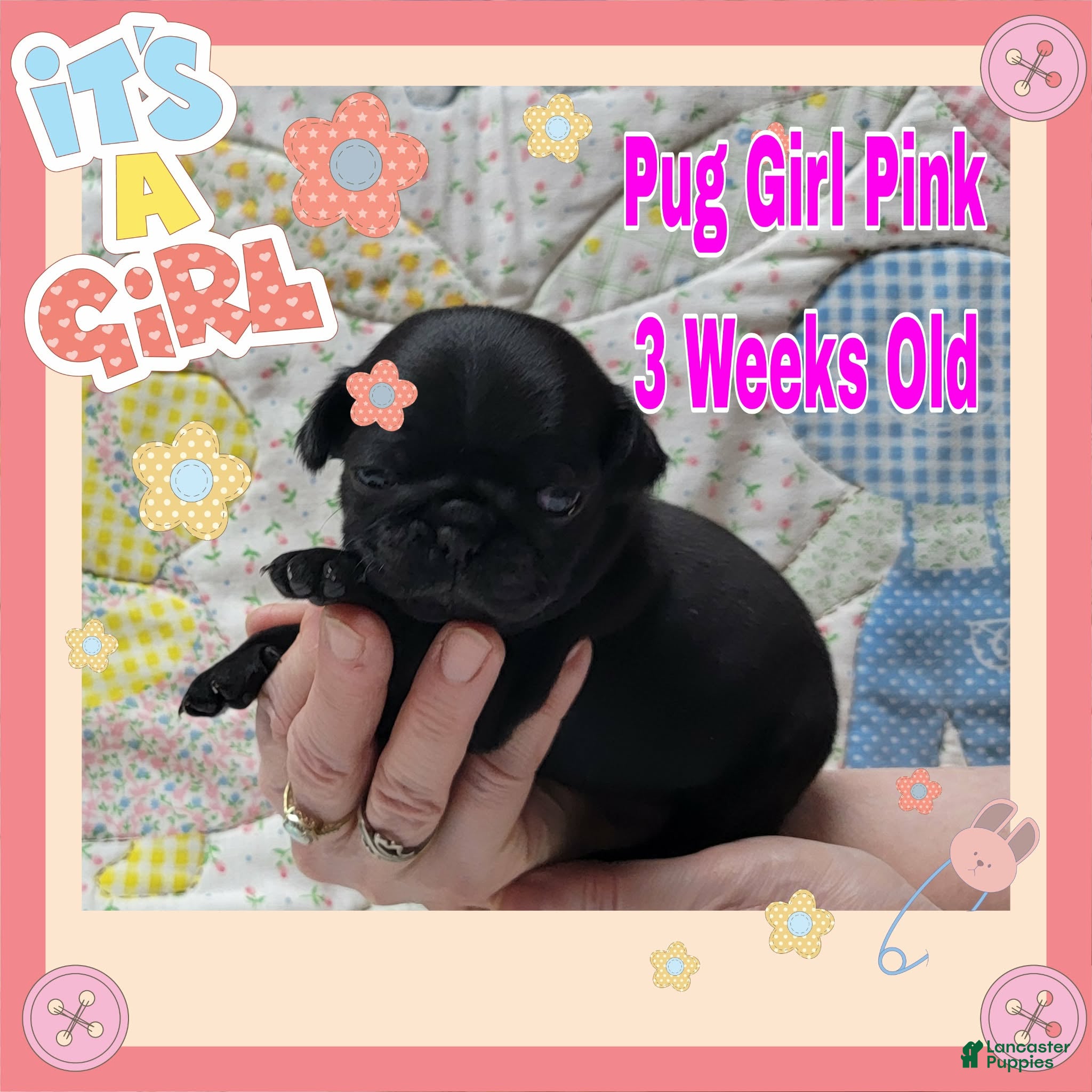Pug dogs Pug Puppy Girl Pink - Ad 25