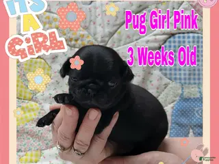 Pug dogs Pug Puppy Girl Pink - Ad 25