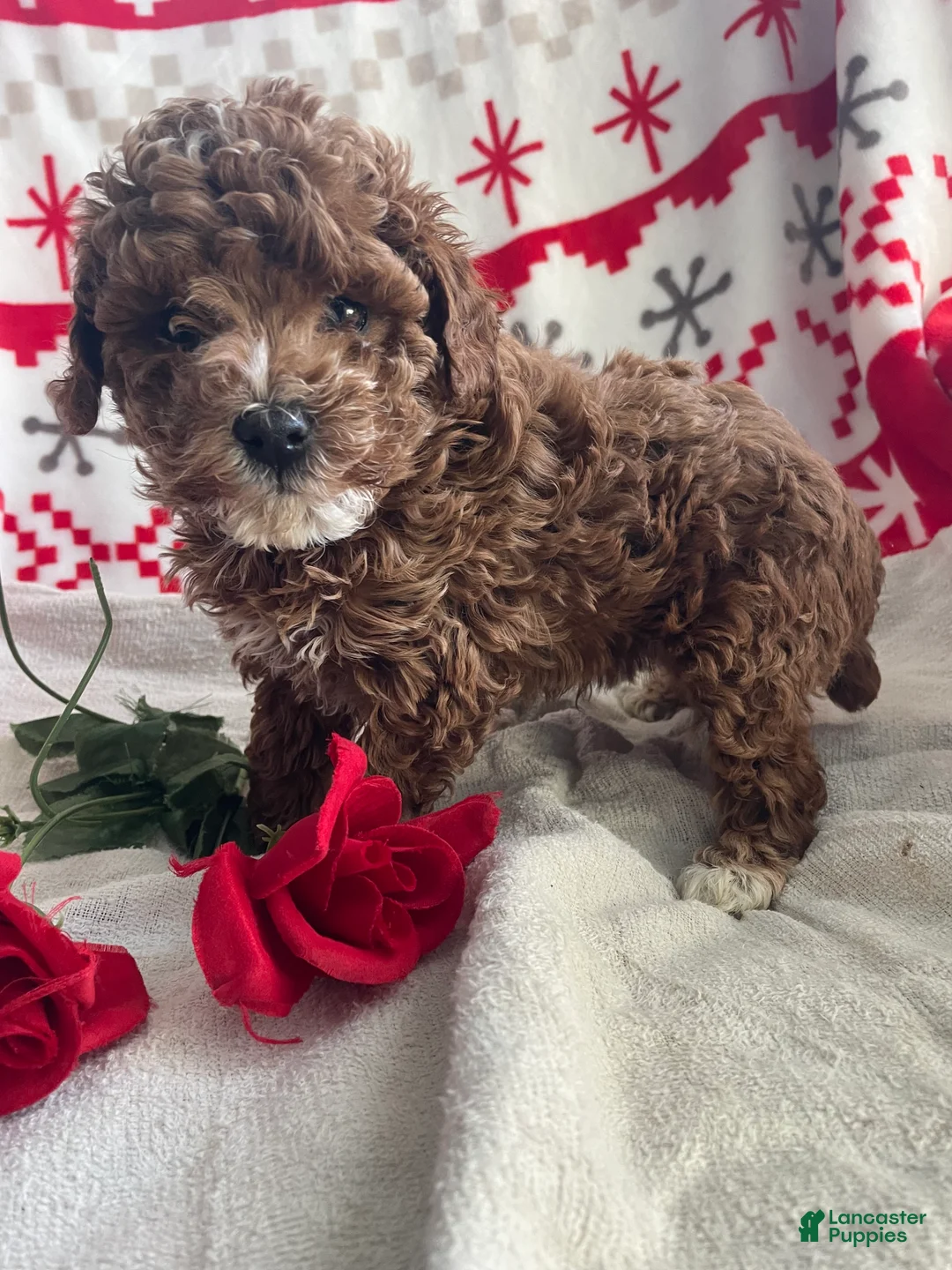 Toy Poodle dogs for sale: Bean - Ad 4
