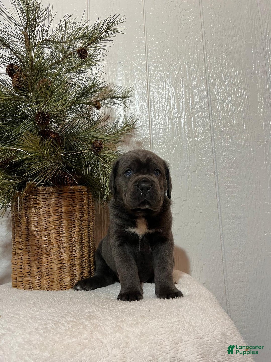 Cane Corso dogs for sale: Ruby - Ad 2
