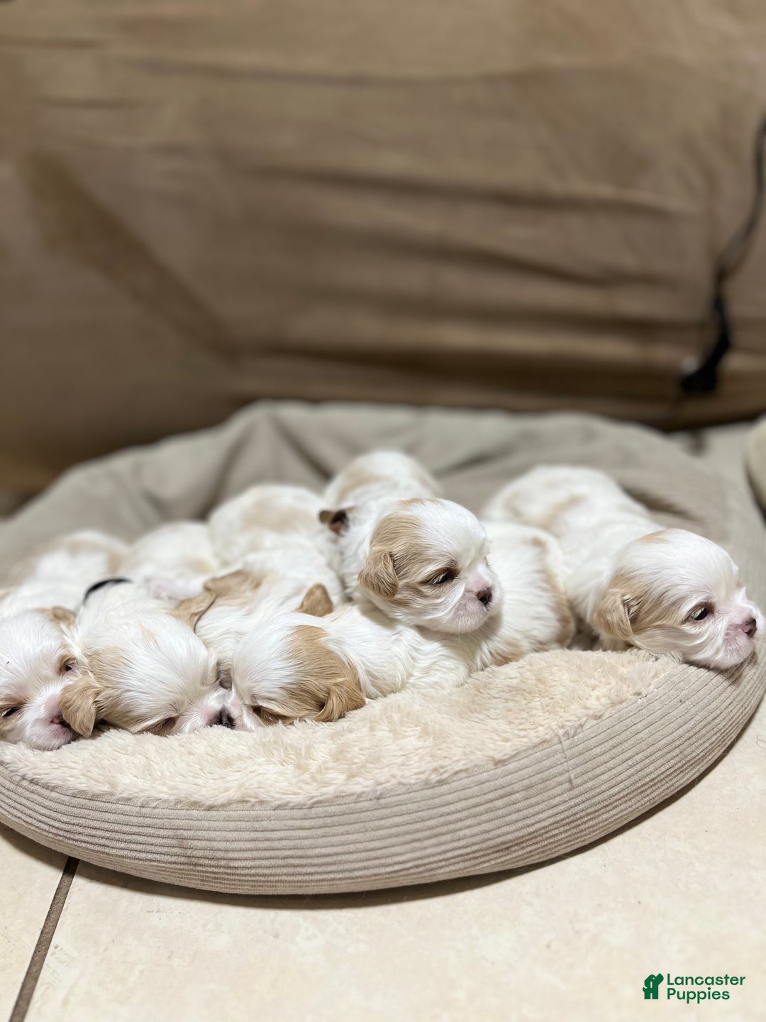 Shih Tzu dogs for sale: Atum - Ad 6