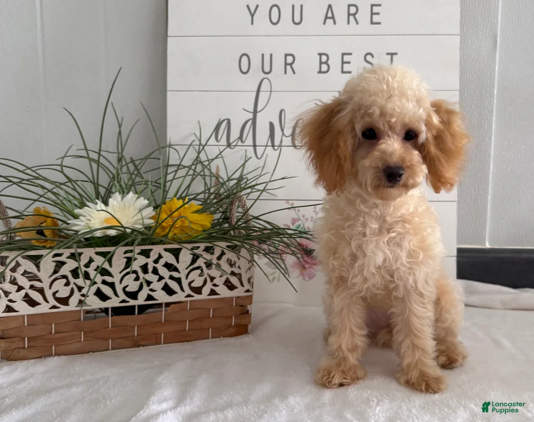Toy Poodle dogs for sale: Amy - Ad 2