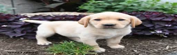 Labrador Retriever dogs for sale: Dove - Ad 3