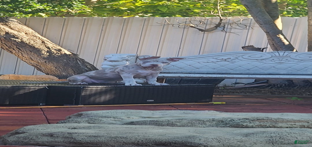 Gallery Image {{count}}