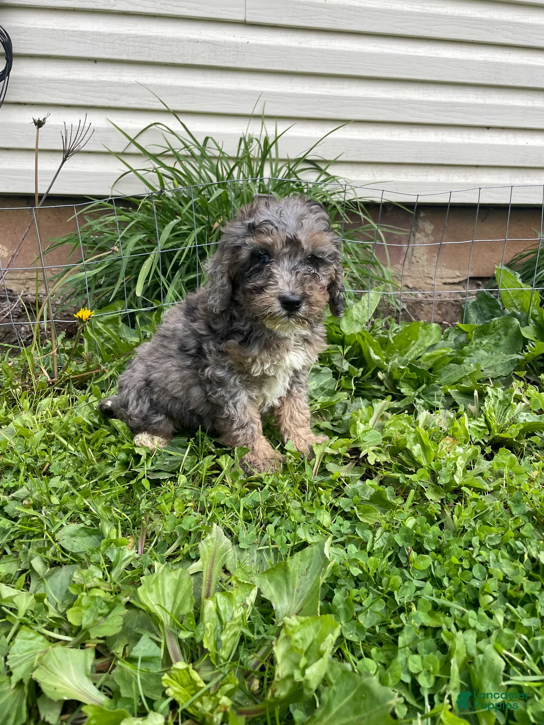 Cockapoo dogs for sale: Cockapoo Puppy 3 - Ad 1