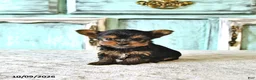Yorkshire Terrier dogs for sale: Lucy  EXTRA SMALL - Ad 4