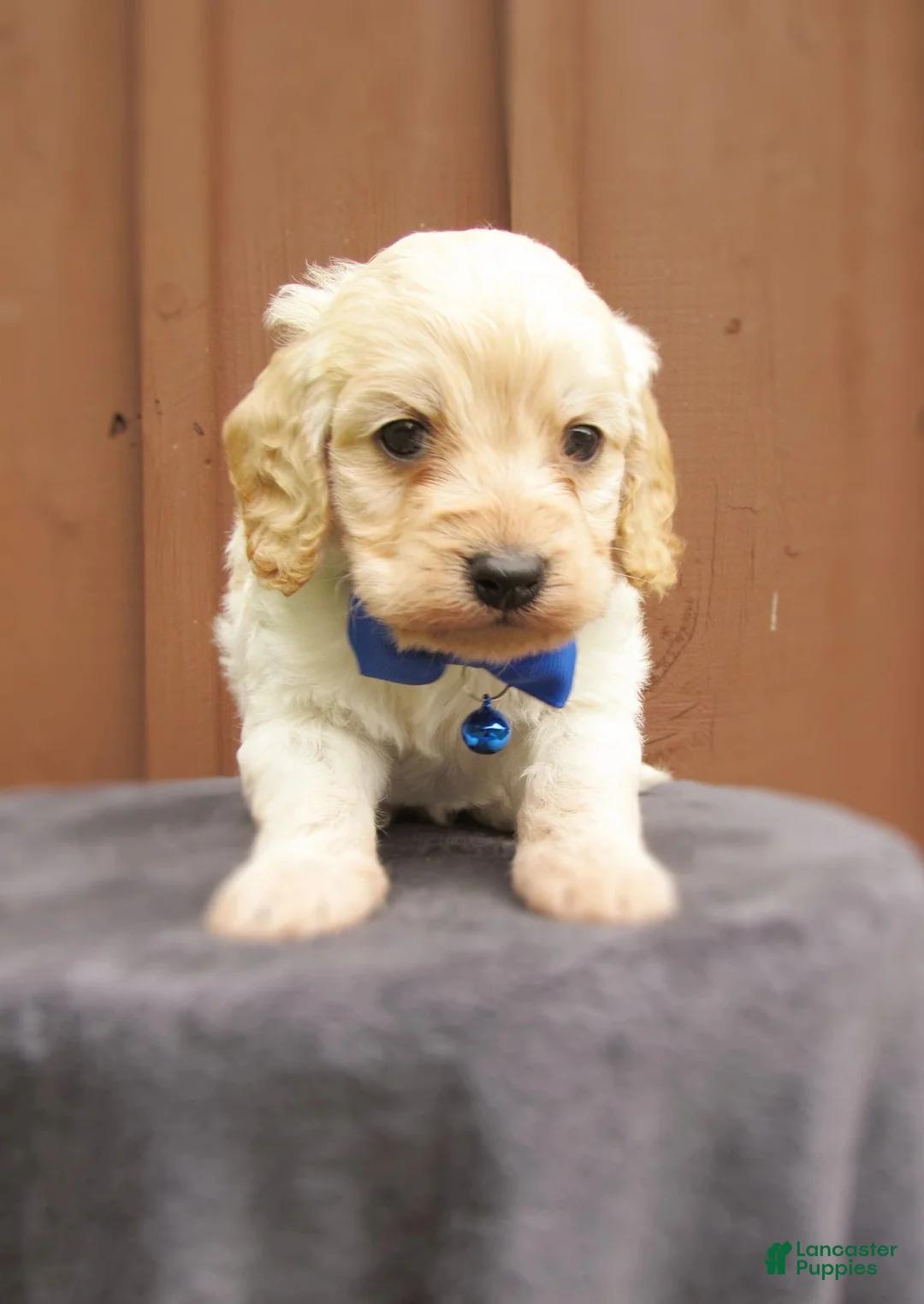 Cockapoo dogs for sale: Sawyer-Male - Ad 1