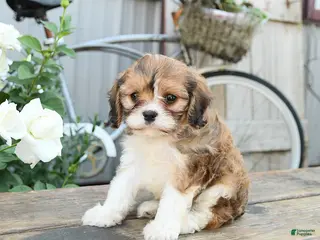 Cavachon dogs for sale: Wendy - Ad 2