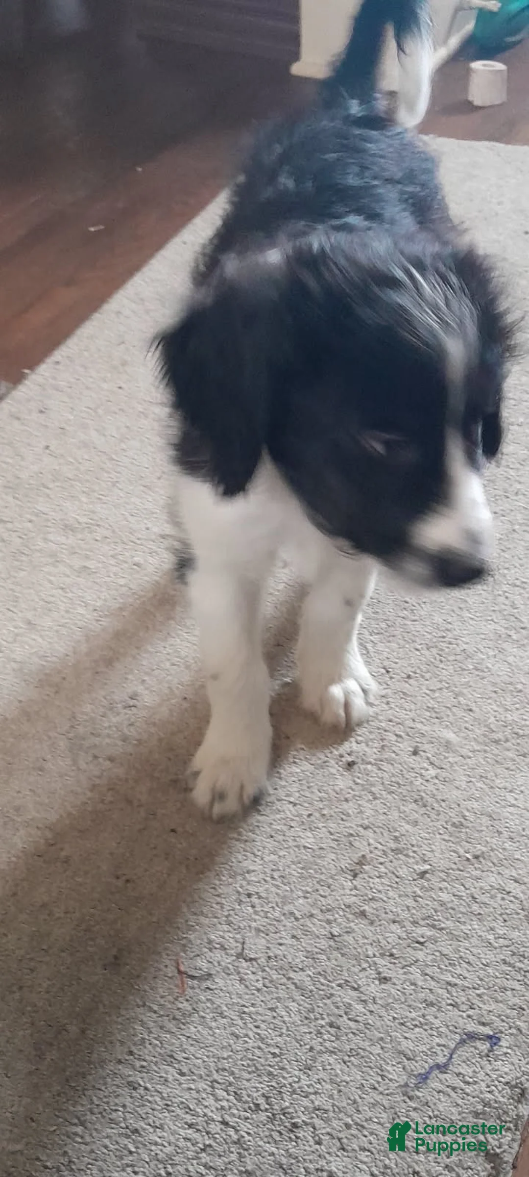 Bordoodle dogs for sale: Bordoodle Puppy 2 - Ad 2