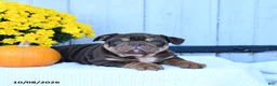English Bulldog dogs for sale: Chaz - Ad 4