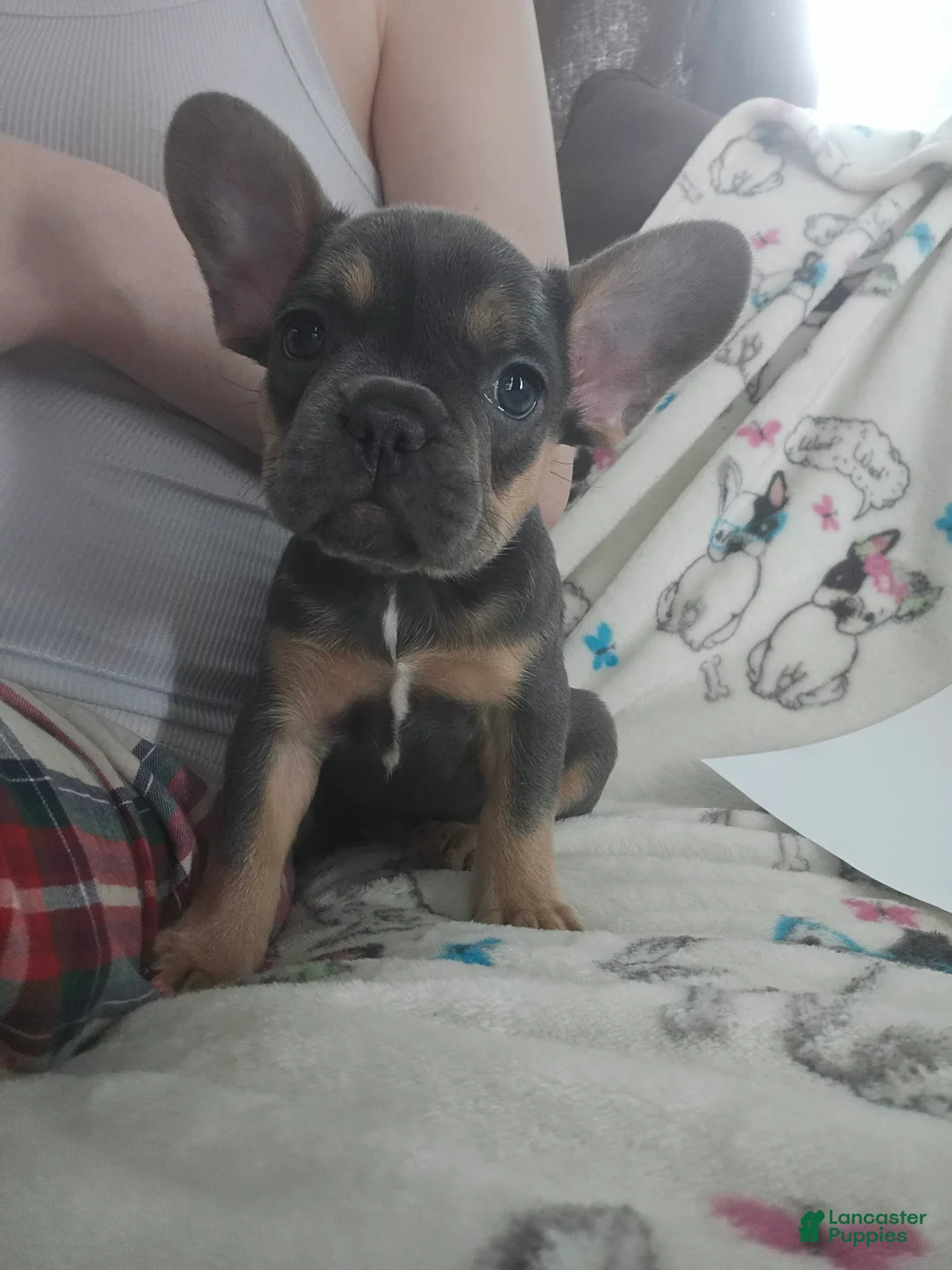 French Bulldog dogs for sale: Debbie - Ad 1