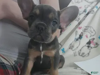 French Bulldog dogs for sale: Debbie - Ad 2