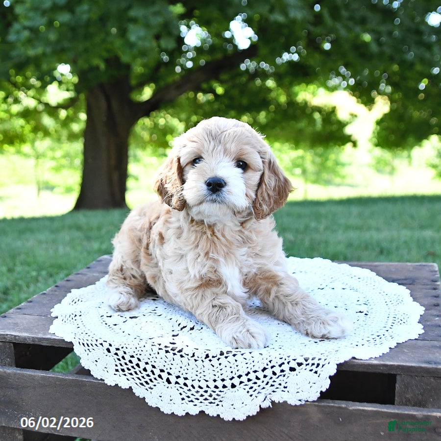 Cockapoo dogs for sale: Sweetie - Ad 2