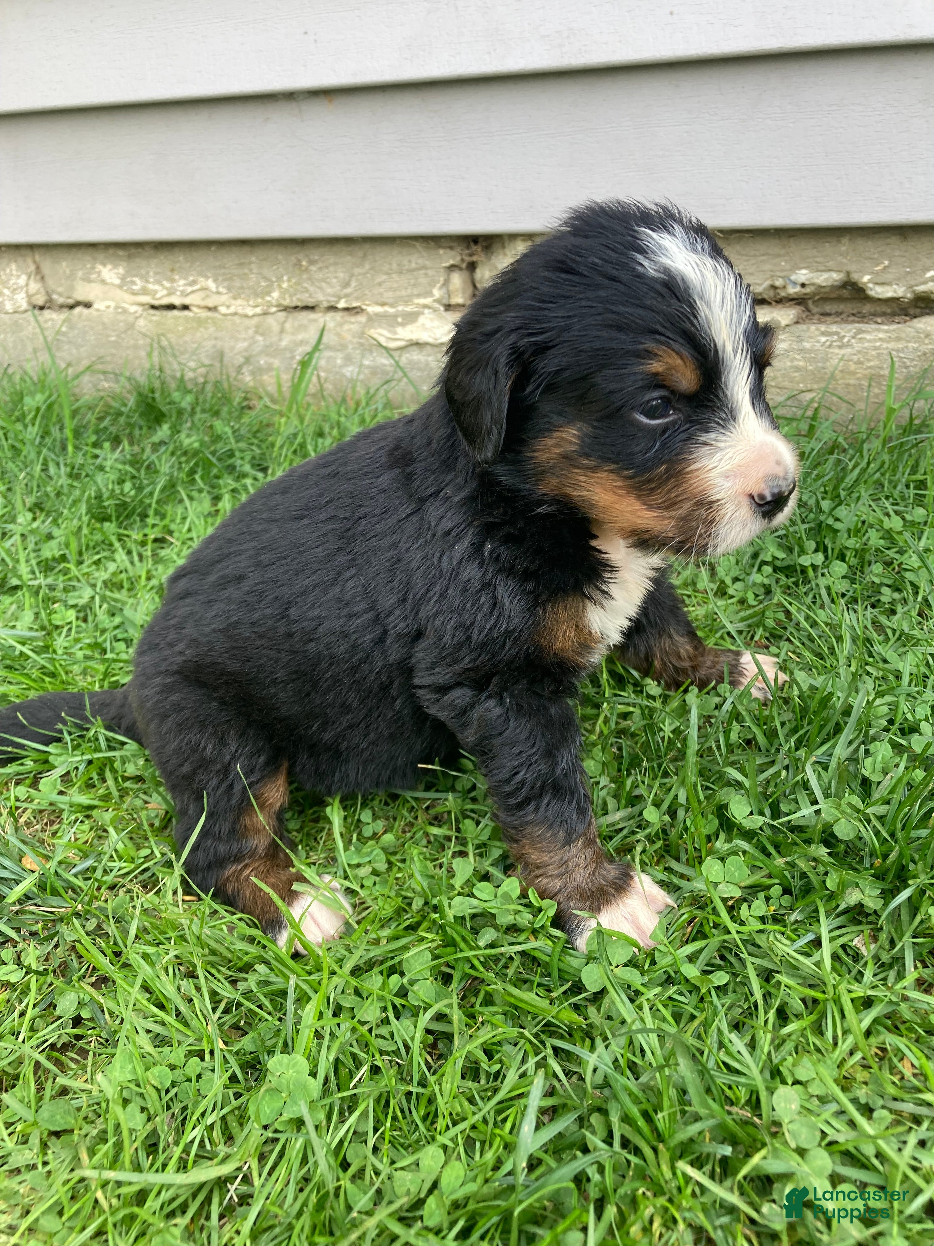 Bernese Mountain Dog dogs Hope - Ad 2