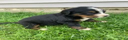 Bernese Mountain Dog dogs for sale: Hope - Ad 7