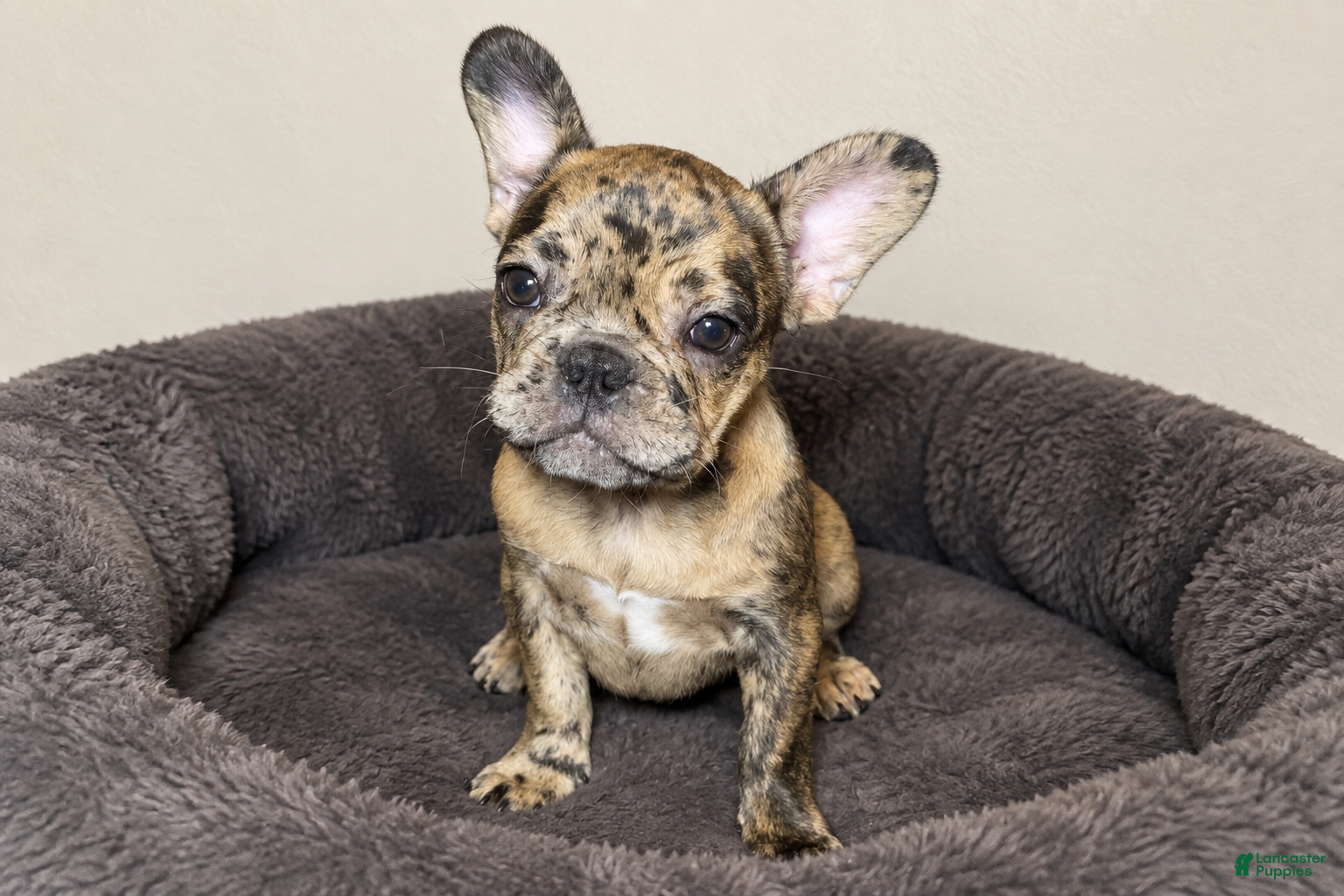 French Bulldog dogs Coco - Ad 1