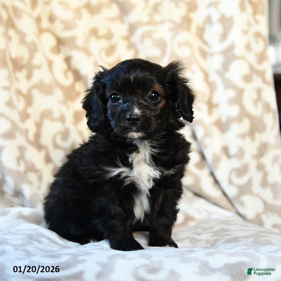 Cavapoo dogs Coco  - Ad 2
