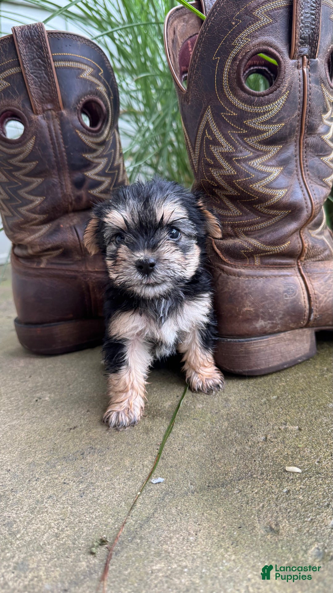 Morkie dogs for sale: Fern - Ad 3