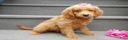 Mini Goldendoodle dogs for sale: Bella - Ad 5