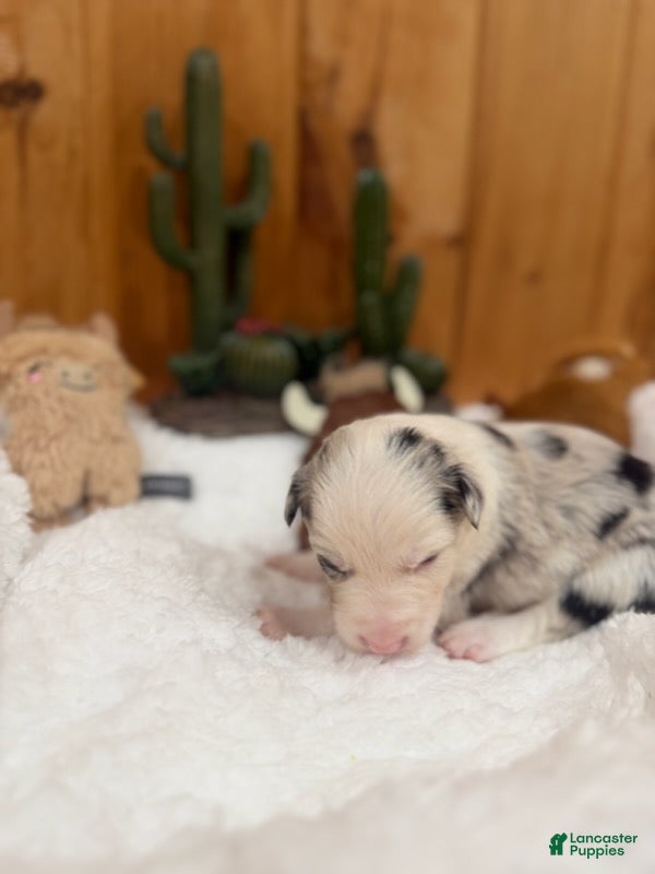 Border Collie dogs Boy 2 - Ad 2