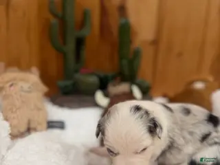 Border Collie dogs Boy 2 - Ad 2