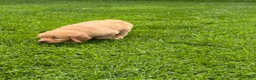 Golden Retriever dogs for sale: Sage  - Ad 4