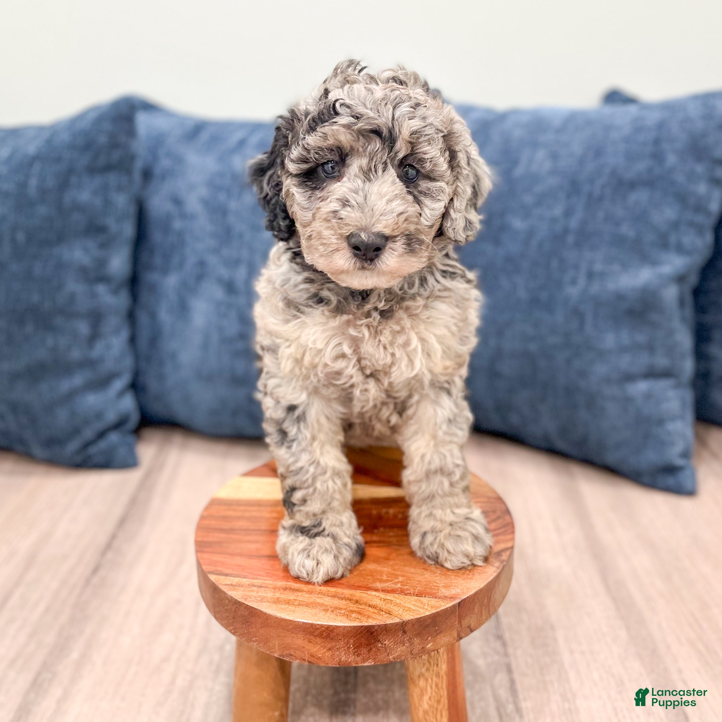 Mixed Breed dogs Nevaeh - Ad 2