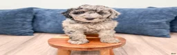 Mixed Breed dogs for sale: Nevaeh - Ad 2