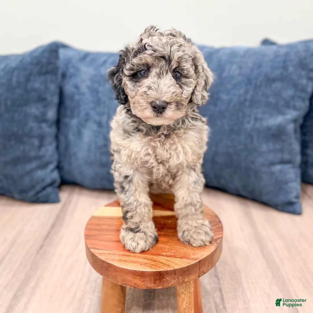 Mixed Breed dogs for sale: Nevaeh - Ad 2