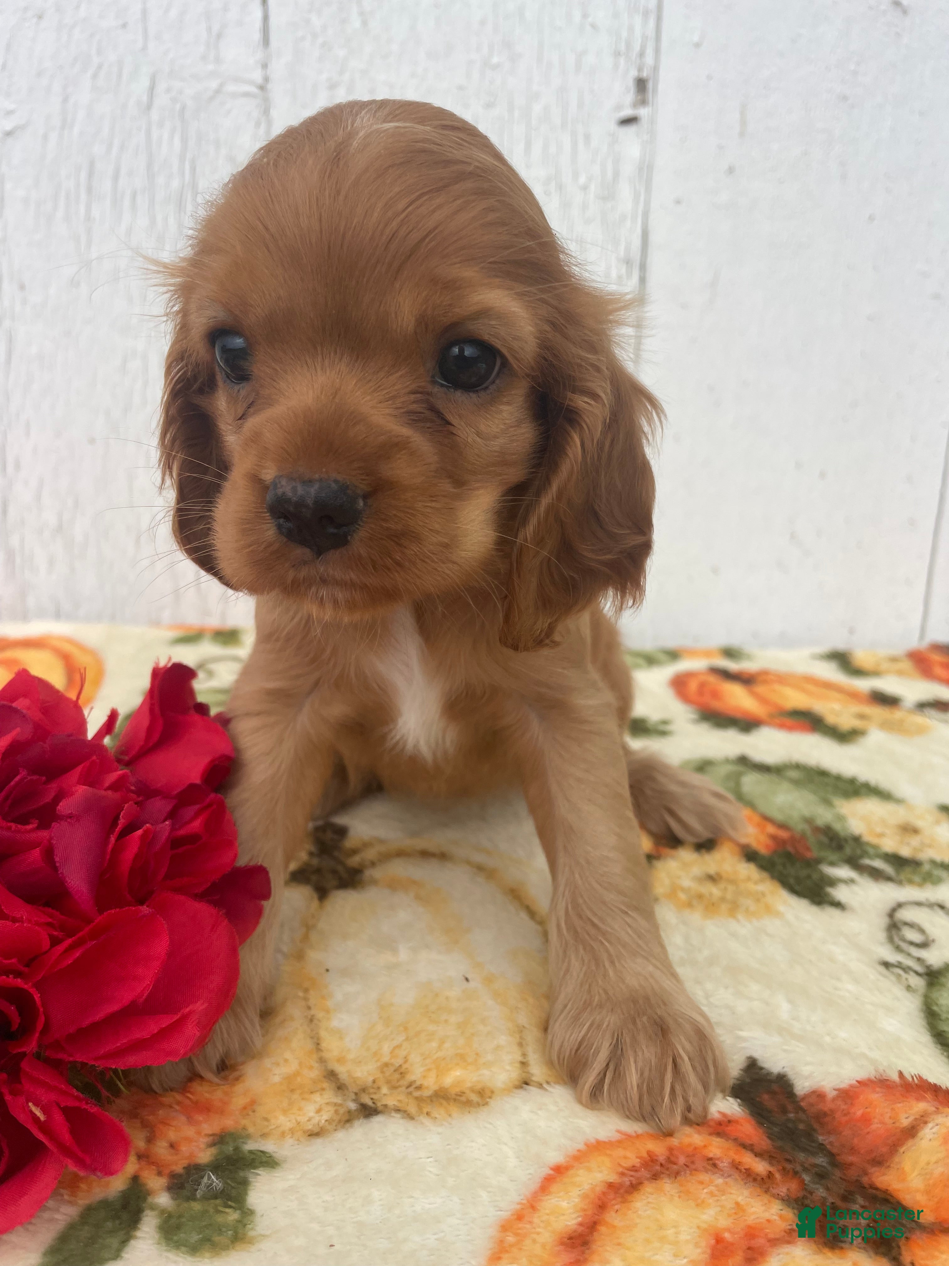 Cocker Spaniel dogs Sadie - Ad 2