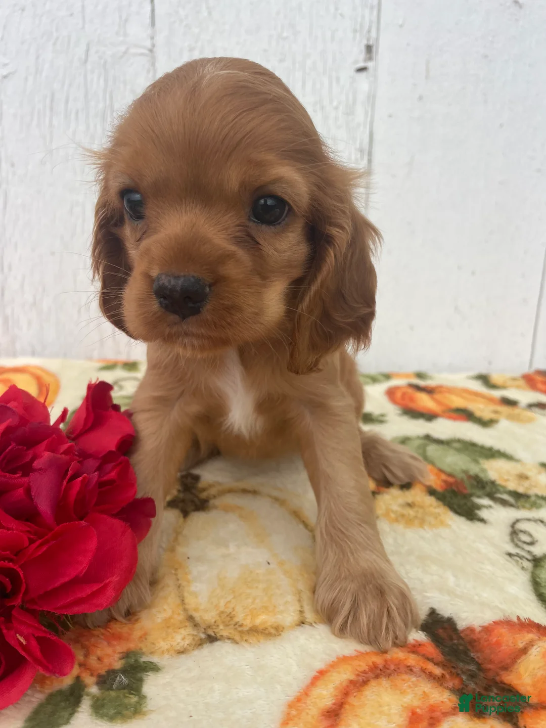 Cocker Spaniel dogs for sale: Sadie - Ad 2