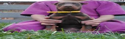 Doberman Pinscher dogs for sale: Doberman Pinscher 3 - Ad 4