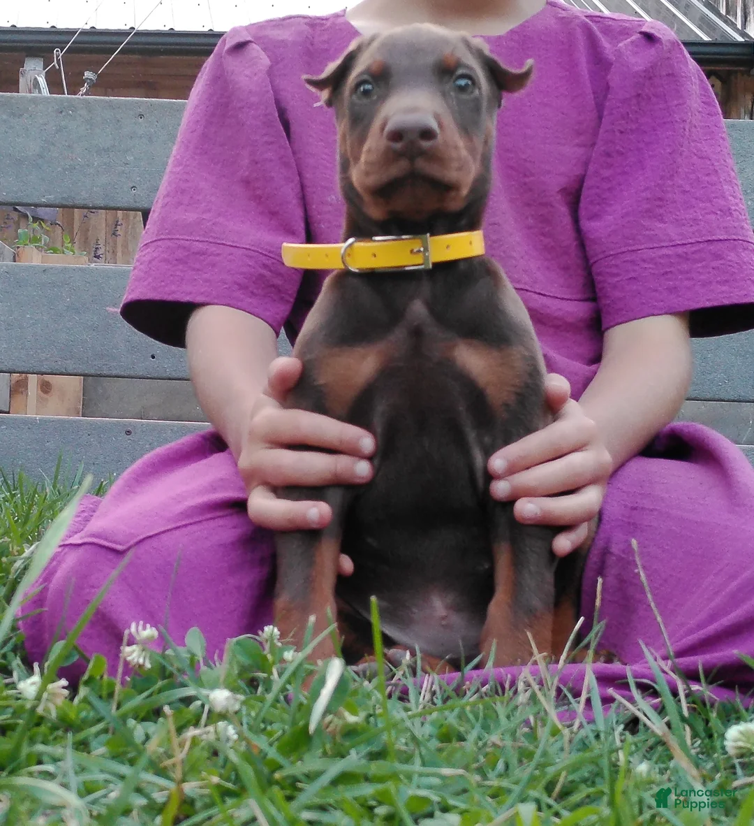 Doberman Pinscher dogs for sale: Doberman Pinscher 3 - Ad 4