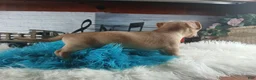 Chihuahua dogs for sale: Autumns fawn boy. Hand Delivery  - Ad 6
