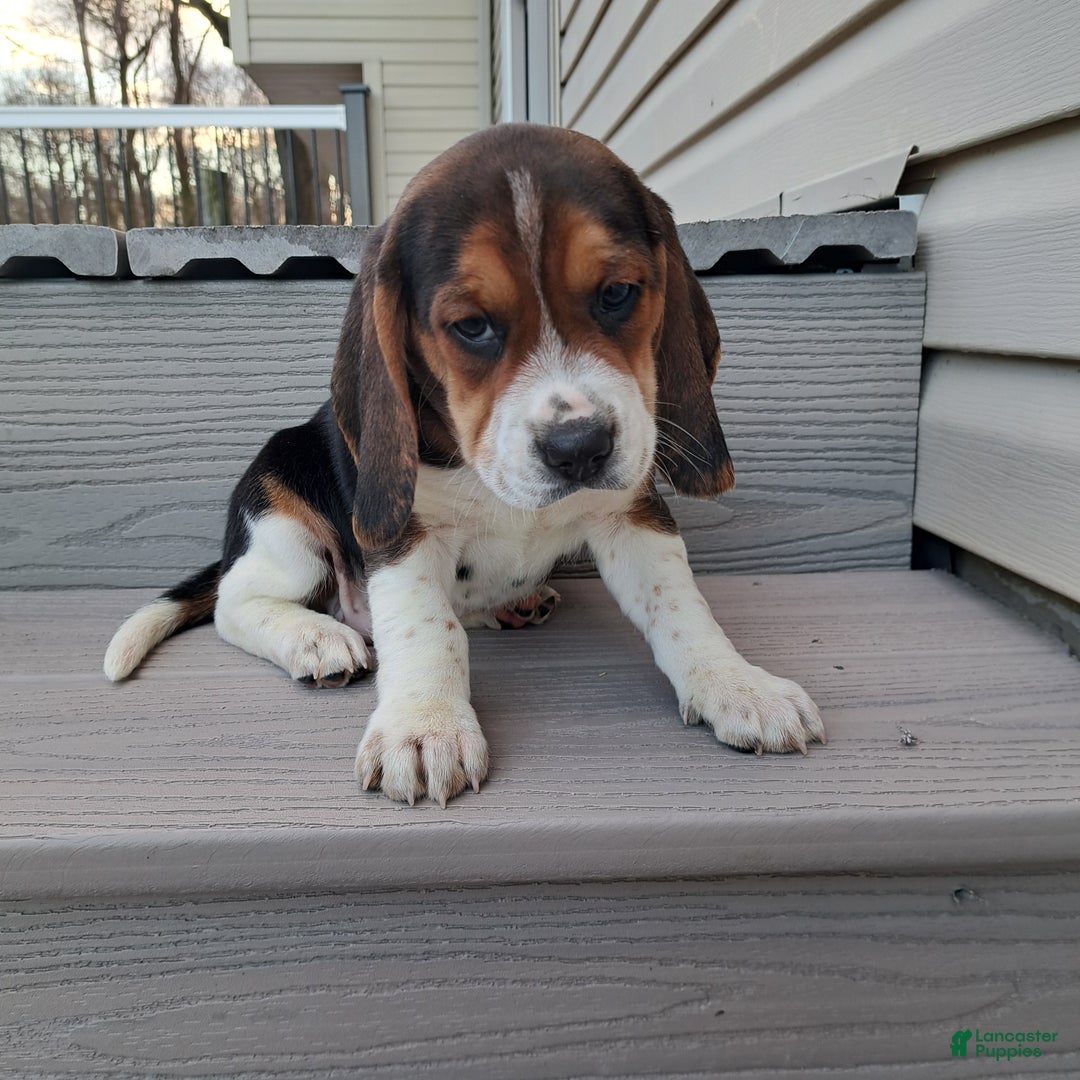 Beagle dogs for sale: HANK - Ad 2