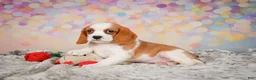 Beaglier dogs for sale: Brooke - Ad 10